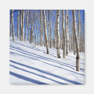 USA, Utah, Dixie National Forest, Aspen Grove Magnet