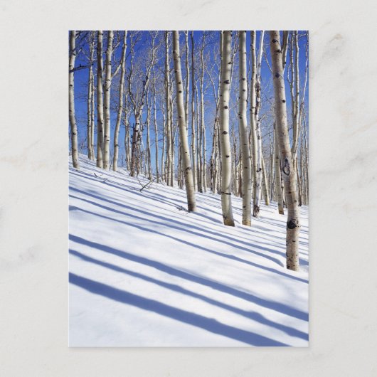 USA, Utah, Dixie National Forest, Aspen Grove Postkarte (Vorderseite)