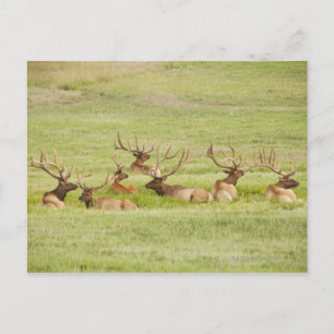 USA, Utah, Gruppe der Bullen Elche (Cervus canaden Postkarte