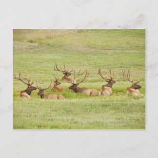 USA, Utah, Gruppe der Bullen Elche (Cervus canaden Postkarte