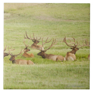 USA, Utah, Gruppe Stier Elche (Cervus canadensis) Fliese
