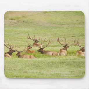 USA, Utah, Gruppe Stier Elche (Cervus canadensis) Mousepad