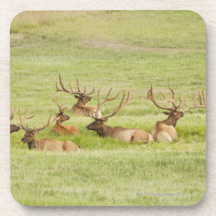 USA, Utah, Gruppe Stier Elche (Cervus canadensis) Untersetzer