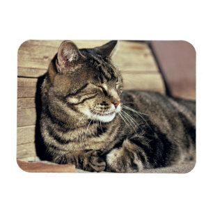 USA, Utah, Hauptstadt Reef NP. Schlaftabellatze Magnet