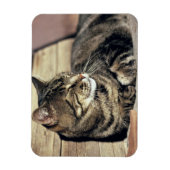 USA, Utah, Hauptstadt Reef NP. Schlaftabellatze Magnet (Vertikal)