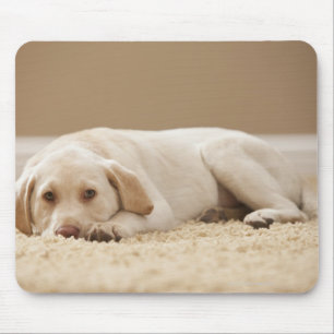 USA, Utah, Lehi, Porträt von gelbem Labrador Mousepad