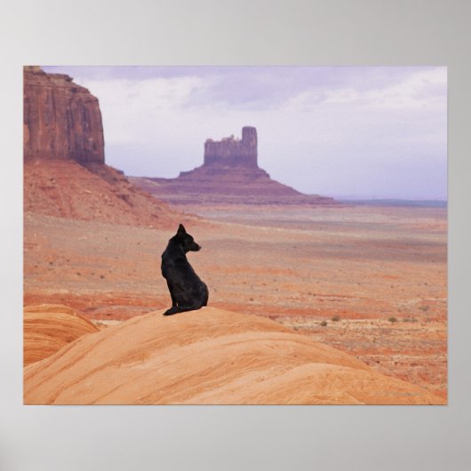 USA, Utah, Monument Valley, Hund sitzend auf Felse Poster (Vorne)