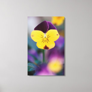 USA, Utah, Nah Up of Viola tricolor in garden Leinwanddruck