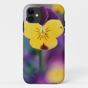 USA, Utah, Nahaufnahme von Viola tricolor im Garte Case-Mate iPhone Hülle