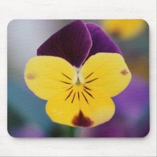 USA, Utah, Nahaufnahme von Viola tricolor im Garte Mousepad