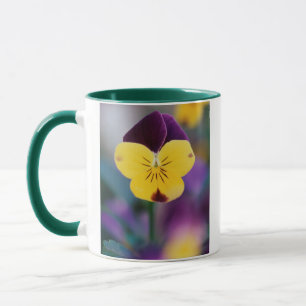 USA, Utah, Nahaufnahme von Viola tricolor im Garte Tasse