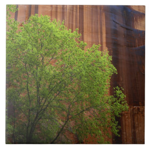 USA, Utah, Paria Canyon- Vermillion Cliffs Fliese