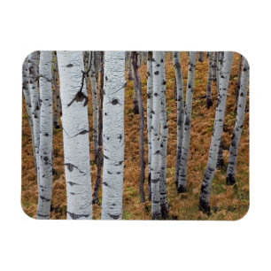 USA, Utah, Uinta-Wasatch-Cache Nationalforst 2 Magnet