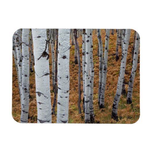 USA, Utah, Uinta-Wasatch-Cache Nationalforst 2 Magnet (Horizontal)