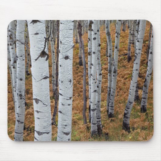 USA, Utah, Uinta-Wasatch-Cache Nationalforst 2 Mousepad (Vorne)