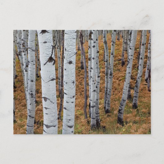 USA, Utah, Uinta-Wasatch-Cache Nationalforst 2 Postkarte (Vorderseite)