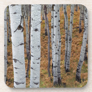 USA, Utah, Uinta-Wasatch-Cache Nationalforst 2 Untersetzer