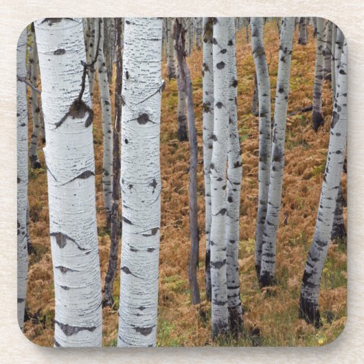 USA, Utah, Uinta-Wasatch-Cache Nationalforst 2 Untersetzer (Vorderseite)