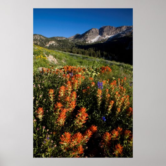 USA, Utah, Uinta-Wasatch-Cache Nationalforst Poster (Vorne)