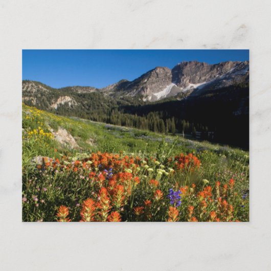 USA, Utah, Uinta-Wasatch-Cache Nationalforst Postkarte (Vorderseite)