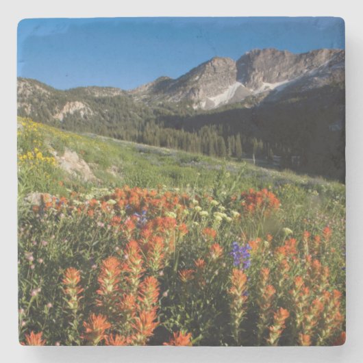 USA, Utah, Uinta-Wasatch-Cache Nationalforst Steinuntersetzer (Vorderseite)