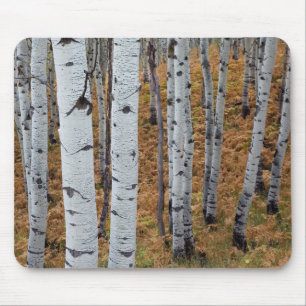 USA, Utah, Uinta-Wasatch-Cache, Nationalwald 2 Mousepad
