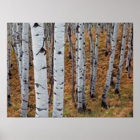 USA, Utah, Uinta-Wasatch-Cache, Nationalwald 2 Poster (Vorne)