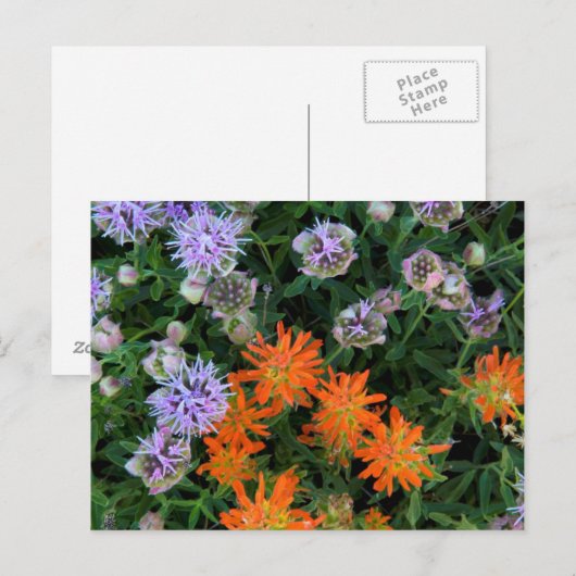 USA, Utah, Uinta-Wasatch-Cache, Nationalwald 3 Postkarte (Vorne/Hinten)