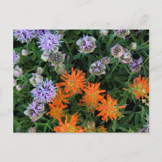 USA, Utah, Uinta-Wasatch-Cache, Nationalwald 3 Postkarte (Vorderseite)