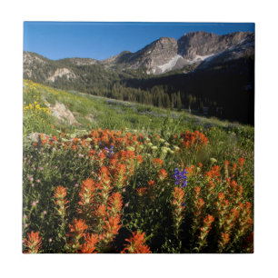 USA, Utah, Uinta-Wasatch-Cache-Nationalwald Fliese
