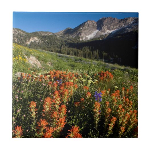 USA, Utah, Uinta-Wasatch-Cache-Nationalwald Fliese (Vorderseite)