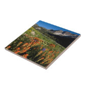 USA, Utah, Uinta-Wasatch-Cache-Nationalwald Fliese (Seite)
