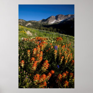 USA, Utah, Uinta-Wasatch-Cache, Nationalwald Poster