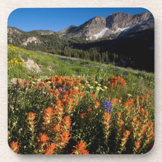 USA, Utah, Uinta-Wasatch-Cache-Nationalwald Untersetzer (Vorderseite)