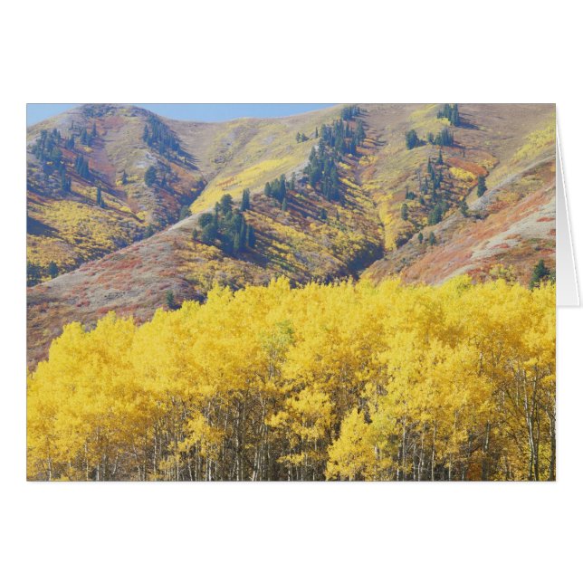 USA, Utah, Wasatch-Cache National Forest, (Vorderseite (Horizontal))