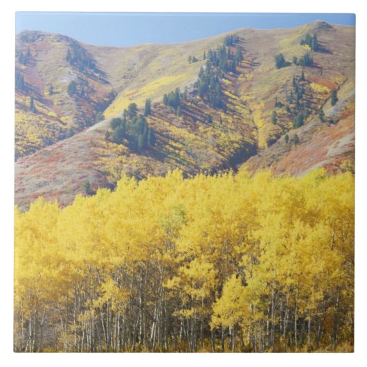 USA, Utah, Wasatch Cache National Forest, Fliese (Vorderseite)