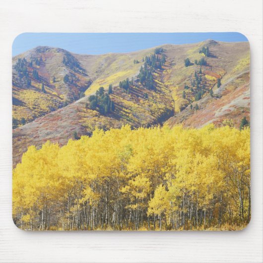 USA, Utah, Wasatch Cache National Forest, Mousepad (Vorne)