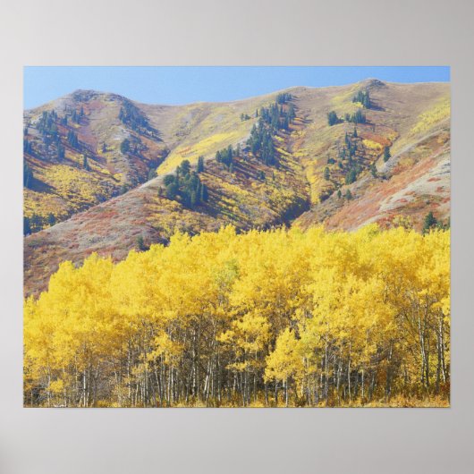 USA, Utah, Wasatch-Cache National Forest, Poster (Vorne)