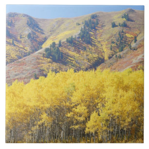 USA, Utah, Wasatch-Cache Nationalforst, Fliese