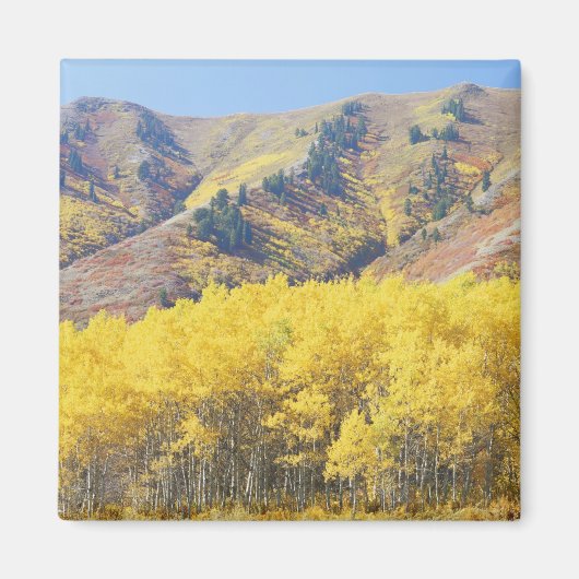 USA, Utah, Wasatch-Cache Nationalforst, Magnet (Vorne)