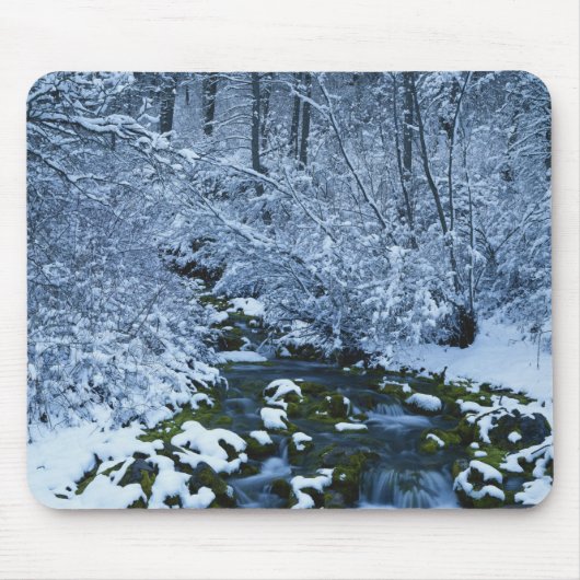 USA, Utah, Wasatch-Catch National Forest, Mousepad (Vorne)