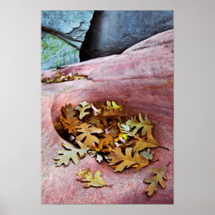 USA, Utah, Zion National Park. Gambel-Eiche-Blätt Poster