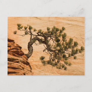 USA, Utah, Zion National Park. Kiefer Postkarte