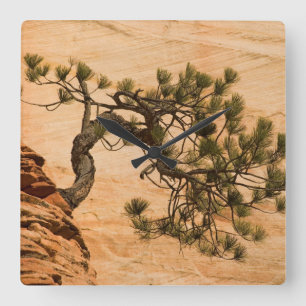 USA, Utah, Zion National Park. Kiefernbaum Quadratische Wanduhr