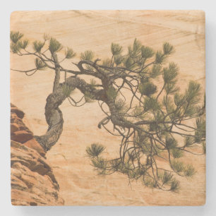 USA, Utah, Zion National Park. Kiefernbaum Steinuntersetzer