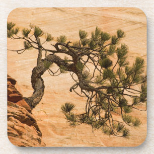 USA, Utah, Zion-Nationalpark. Kiefer Untersetzer
