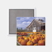 USA, Vermont, Shelbourne, Pumpkins Magnet (Vorderseite/Rückseite)