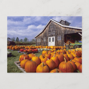 USA, Vermont, Shelbourne, Pumpkins Postkarte
