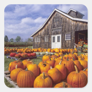 USA, Vermont, Shelbourne, Pumpkins Quadratischer Aufkleber
