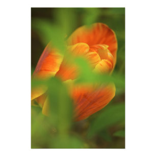 USA, Virginia, Arlington, Nahaufnahme von orange Fotodruck